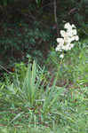 Weak-leaf yucca